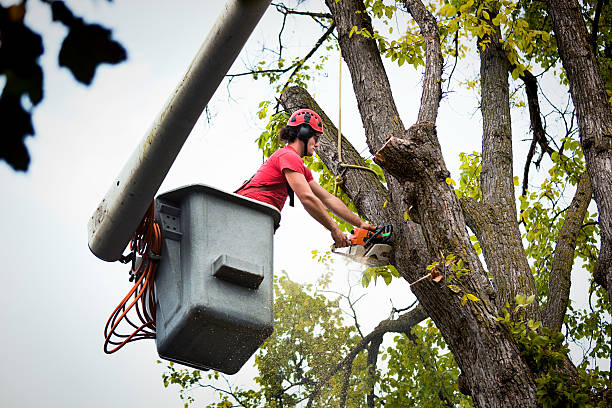 Reliable Pleasant Run, OH Tree Services Solutions